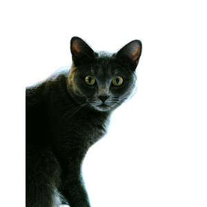 A Curious Russian Blue Cat Staring Attentively Indoors In China. 19195 - Cat PNG image with transparent background